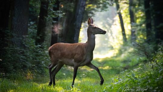 21 zdarzeń drogowych w dwa miesiące w powiecie płońskim z dzikim zwierzętami