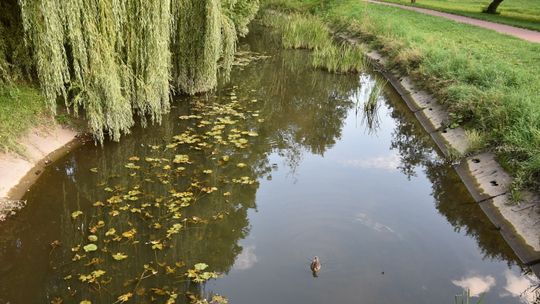 80 kg śniętych ryb wyłowionych z Płonki