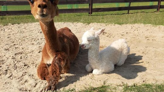 Alpaki przyjadą do mini ZOO! 