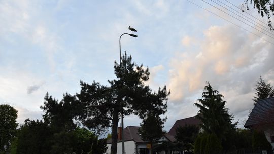 Bociany chcą zbudować dom w Płońsku. Władze im w tym pomogą