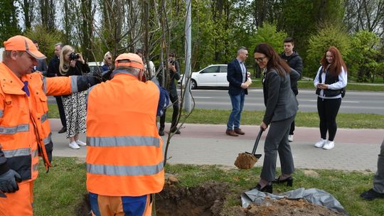 Dęby posadzone w ramach uczczenia 25 lat samorządu powiatowego