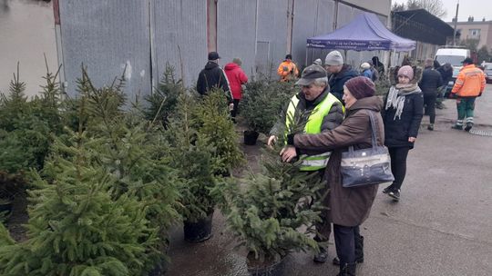 Drzewko za odpady w Ciechanowie. Choinki rozeszły się błyskawicznie