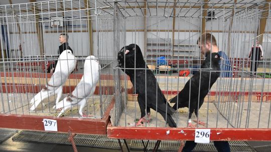 Gołębie opanowały Staroźreby. Pierwsza taka wystawa w historii