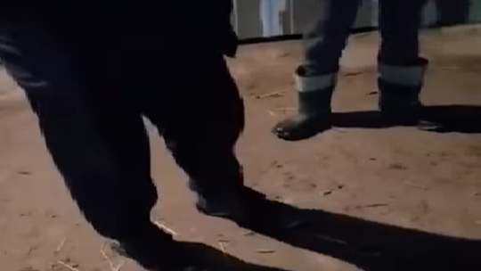 Grupa Reagowania–Anioły Dzieciom o możliwym przestępstwie związanym z 12-letnią dziewczynką