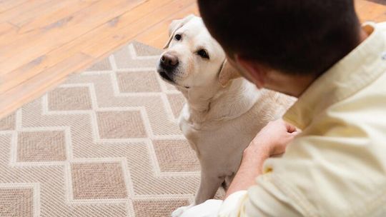 Hotel dla psów Warszawa – jak wybrać najlepsze miejsce dla swojego pupila