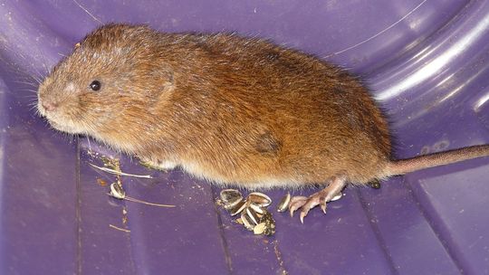 Jest zarzut nieumyślnego spowodowania ciężkiego uszkodzenia ciała u 9 – letnich bliźniąt