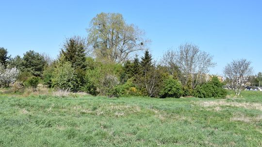 Kolejne tereny zielone w Płońsku zostaną zagospodarowane Kolejne tereny zielone w Płońsku zostaną zagospodarowane