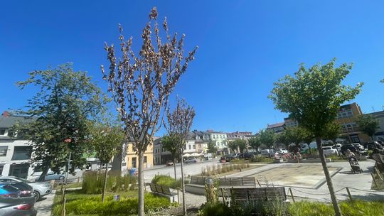 Kolejne uschnięte drzewa w płońskim rynku. Pytamy o koszty związane z ich wymianą Kolejne uschnięte drzewa w płońskim rynku. Pytamy o koszty związane z ich wymianą