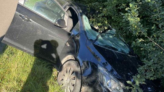 Kolejne zdarzenie z udziałem dzikiego zwierzęcia