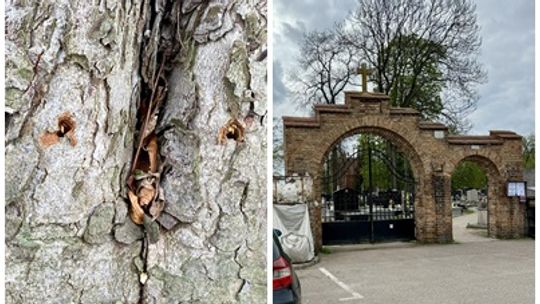 Komu przeszkadzają drzewa na płońskim cmentarzu?