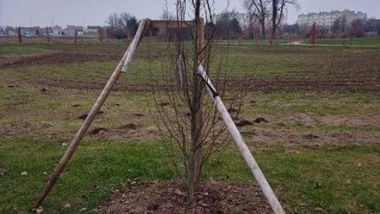 Kradzieże i akty wandalizmu w Płońsku związane z nasadzeniami zieleni 