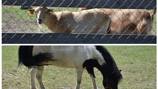 Kucyki i kózki ponownie w płońskim mini zoo