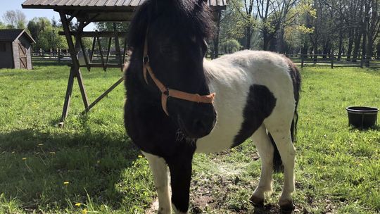 Kucyki i kozy na początek. Płońskie mini zoo z pierwszymi zwierzętami