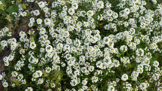 Kwiatowy dywan w 30 dni? Smagliczka zrobi to najlepiej!