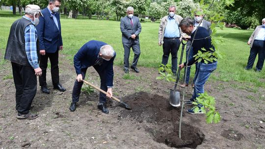 Las kieszonkowy powstanie w Płońsku. Park 120-lecia BS wzbogaci się o 300 sadzonek