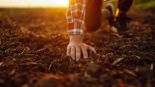 Mączka bazaltowa – naturalne źródło składników mineralnych, które wspiera żyzność gleby