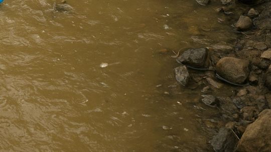 Mętna woda i niedobór tlenu we Wkrze. Władze apelują o unikanie kontaktu
