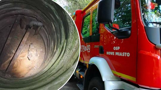 Młody łoś wpadł do studni. Zwierzę uratowali strażacy