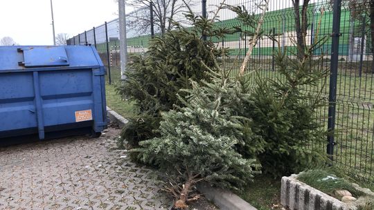 „Nie potrzeba wiele wysiłku, by zrobić coś dobrego dla otoczenia” - rusza zbiórka choinek w Płońsku