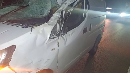 Nocne zderzenie z łosiem w Niepiekłach