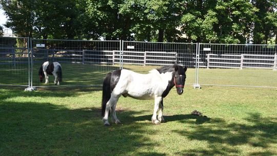 Nowe zwierzęta trafią do płońskiego mini zoo
