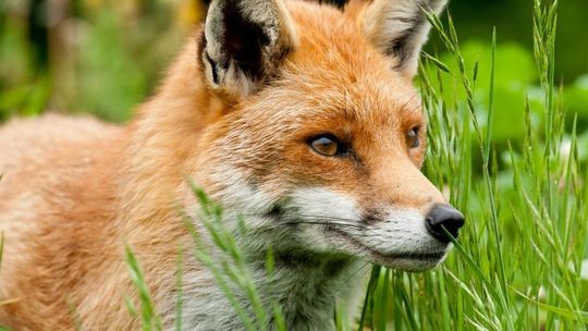 Obszar zagrożony dosięgnął pow. płońskiego. Powiatowy Lekarz Weterynarii o wściekliźnie na Mazowszu