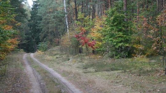 Ochrona drzewostanu płońskiego nadleśnictwa 
