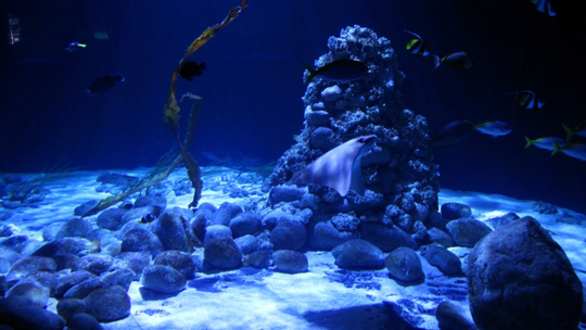 Odwiedź Warszawskie ZOO – poznaj naturę z bliska Odwiedź Warszawskie ZOO – poznaj naturę z bliska