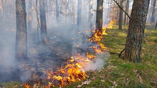 Ogromne zagrożenie w lasach Nadleśnictwa Płońsk