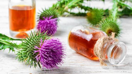 Ostropest plamisty - właściwości. Dlaczego warto włączyć go do diety?