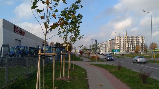 Płońsk rewitalizuje zieleń miejską