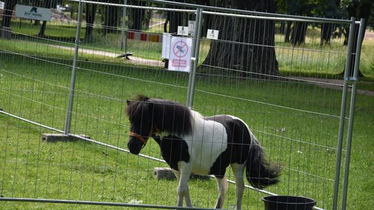 PLW ma zastrzeżenia do warunków, w których żyją kucyki z mini zoo