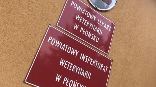 PLW w Płońsku wskazuje nadużycia stowarzyszenia działającego na rzecz psów