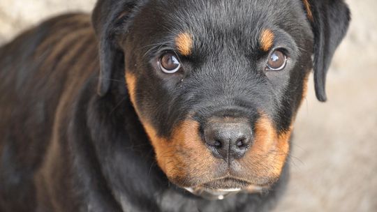 Pogryziony przez rottweilery zmarł w szpitalu