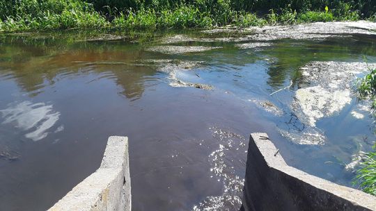 Poznaliśmy wyniki próbek wody pobranej z zanieczyszczonej Raciążnicy 