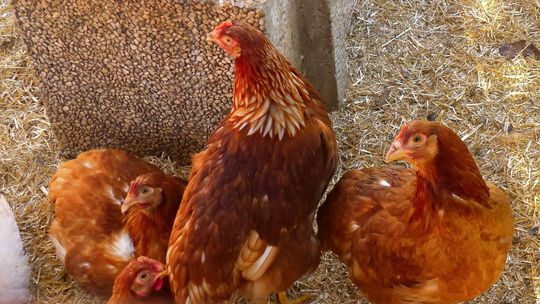 Ptasia grypa na Mazowszu: nowe obostrzenia w 19 powiatach, w tym płońskim