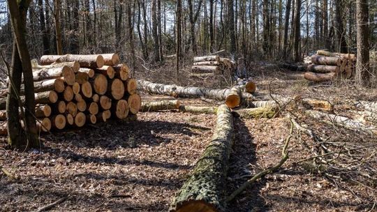 Radni sprzeciwiają się wycince drzew na Krubinie. Nadleśnictwo twierdzi, że wycina stare drzewa i usuwa połamane