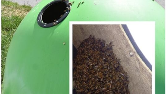 Rój pszczół przy Młodzieżowej. Takich przypadków jest coraz więcej Rój pszczół przy Młodzieżowej. Takich przypadków jest coraz więcej