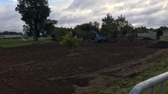 Rosną ''Płońskie Ogrody''