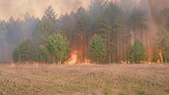 Rośnie zagrożenie pożarowe. Apel leśników o ostrożność