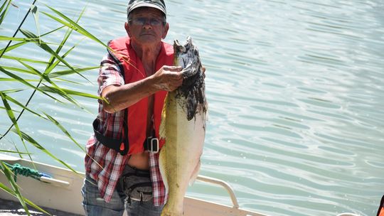 Setki śniętych ryb na Rutkach Setki śniętych ryb na Rutkach