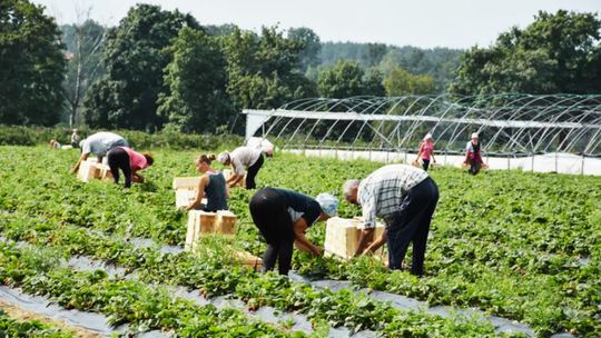 Jak wygląda procedura zatrudniania cudzoziemców? PUP w Płońsku wyjaśnia