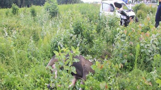 Śmiertelny wypadek w Niepiekłach. Łoś wtargnął pod podjeżdżający samochód