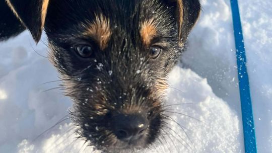 Spacery podczas ferii zimowych z pieskami ze stowarzyszenia Uszy do Góry