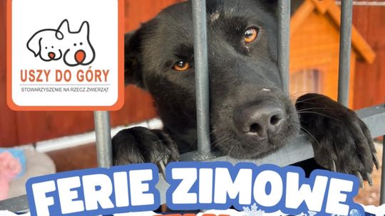 Spacery podczas ferii zimowych z pieskami ze stowarzyszenia Uszy do Góry