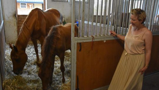 Stajnia pod Złotą Gwiazdą otwarta z wielką pompą