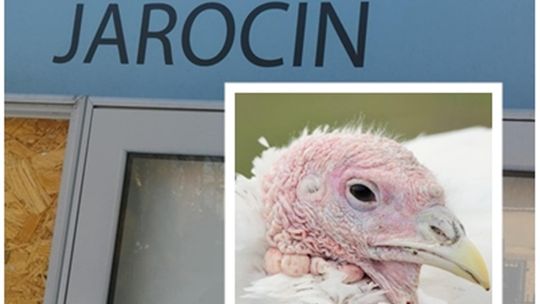 Stanowczy protest mieszkańców Jarocina. Nie chcą fermy drobiu