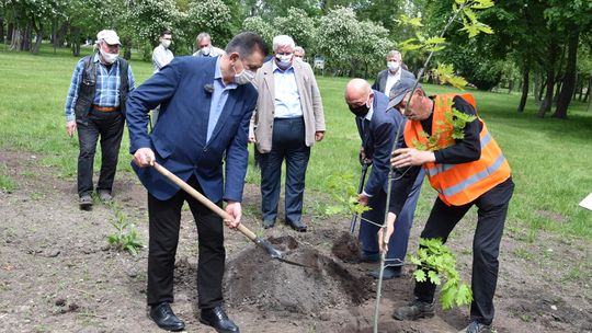 Symboliczny dąb dla uczczenia 3 dekad samorządu