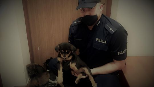 Szczenięta wyrzucone na ulicy. Policja poszukuje sprawcy i chętnych do adopcji.