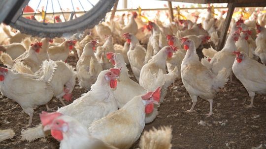 Szlachet-stal - polski producent, który zmienia standardy branży drobiarskiej